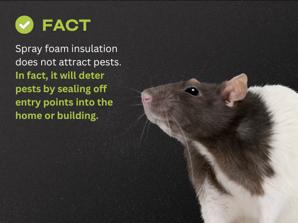SPF_Facts - 4 image of a rat